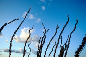 Ocotillo