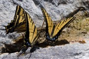 Swallowtails