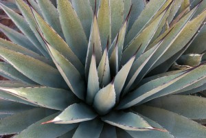 Agave, Arizona